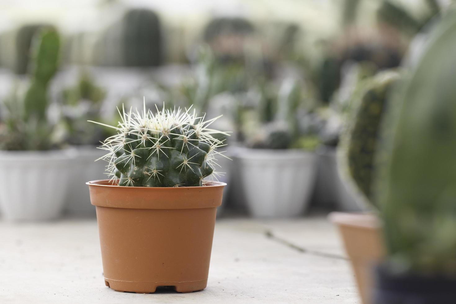 cactus in een terracotta pot foto