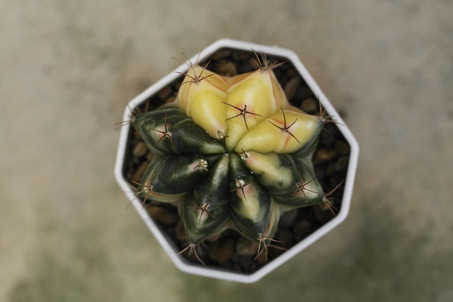 bovenaanzicht van gele en groene cactus foto