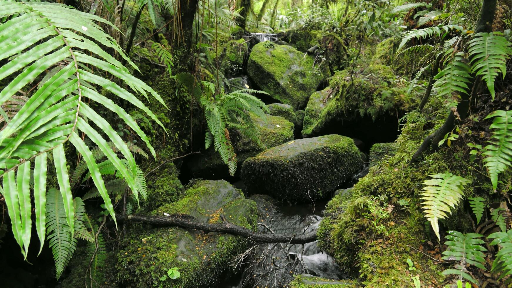 Oregon en Mexico foto