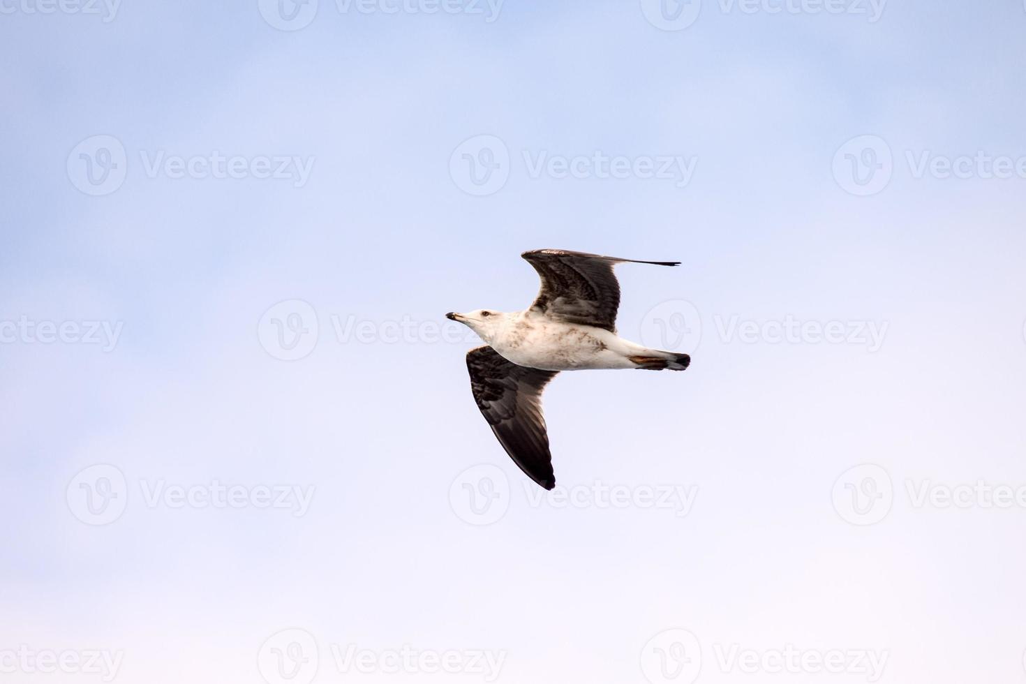 zeemeeuw vogel vliegend foto