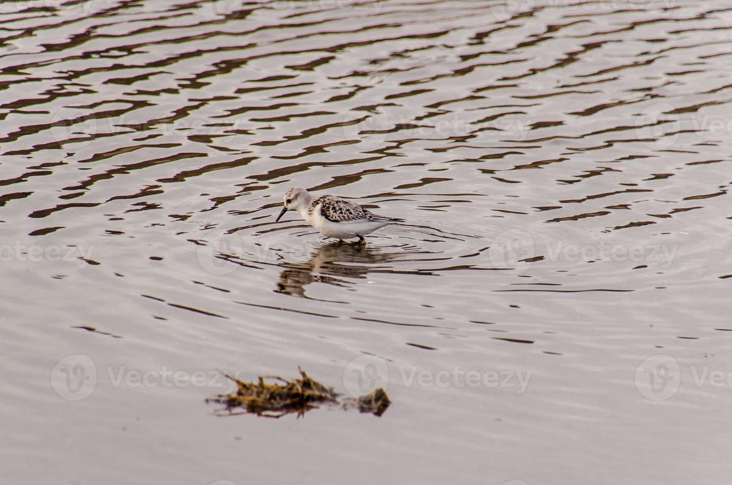 vogel in het water foto