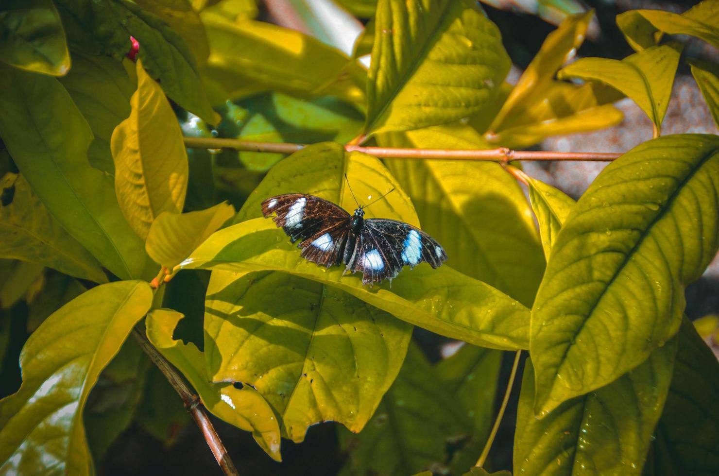 vlinder op groene bladeren foto