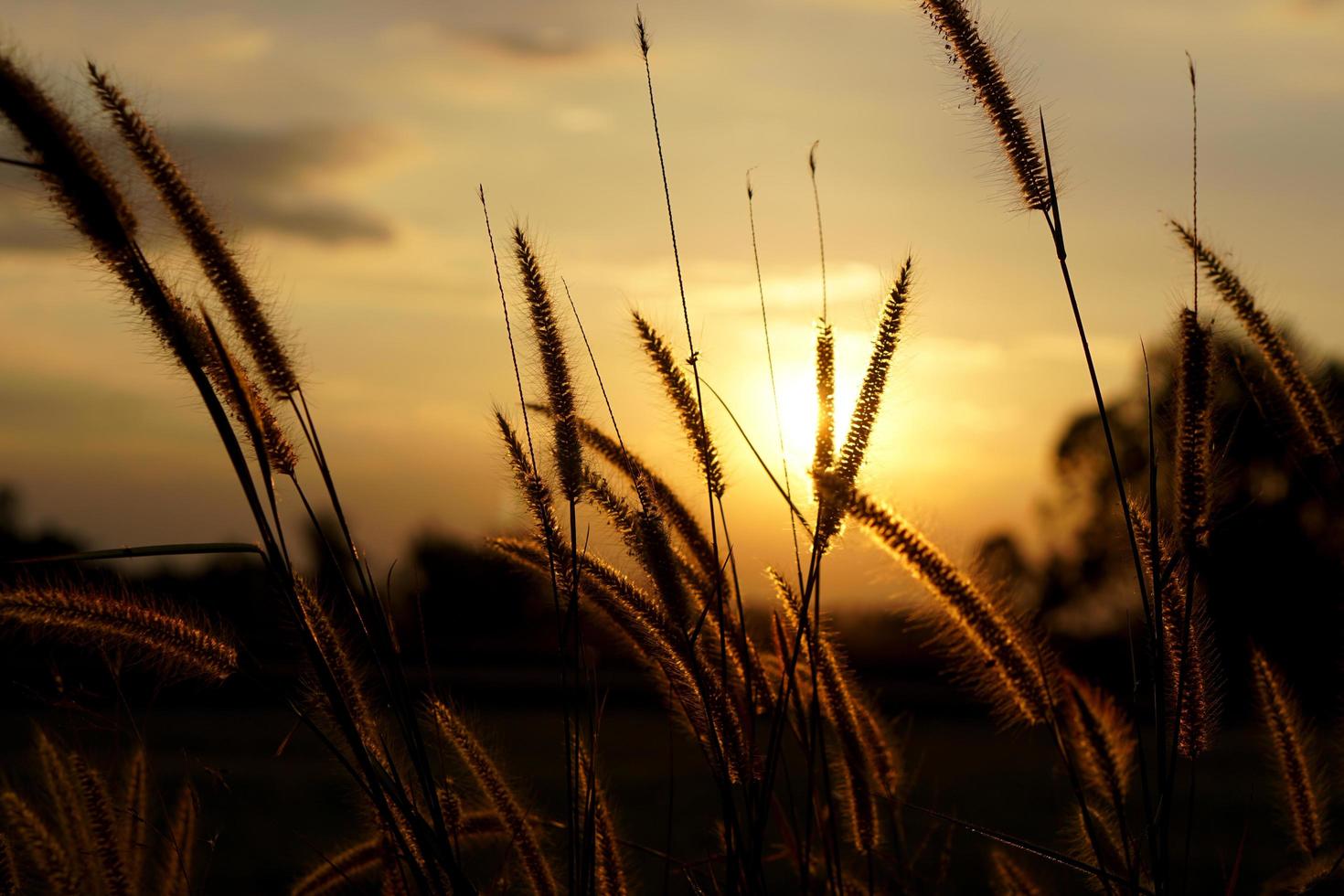 silhouet bloemen gras zonsondergang achtergrond foto