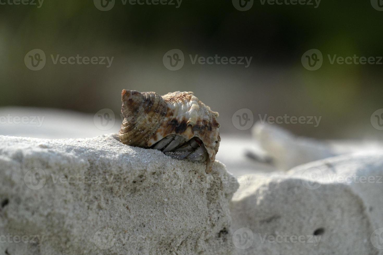 kluizenaar krab Aan wit zand tropisch paradijs strand foto