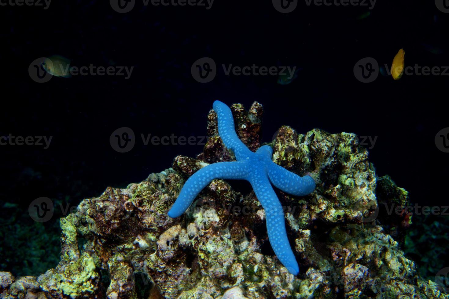 een blauw zee ster hangende Aan rif in cebu Filippijnen foto