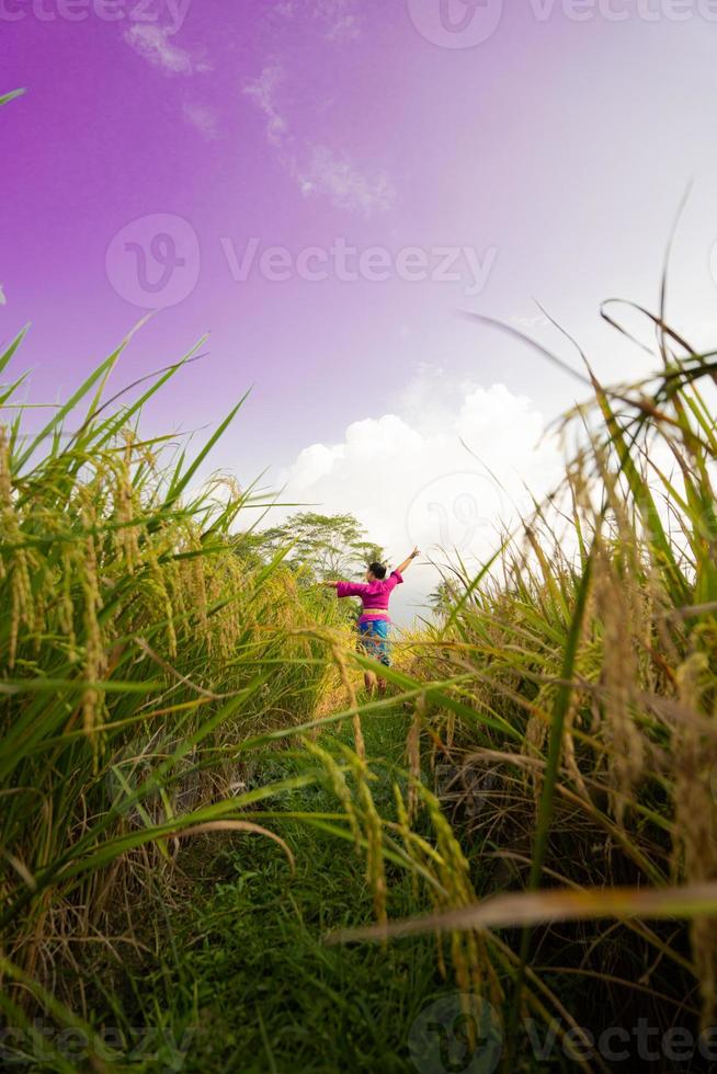 een Aziatisch vrouw in een Purper jurk staand tussen de geel rijst- veld- terwijl oogsten rijst- foto