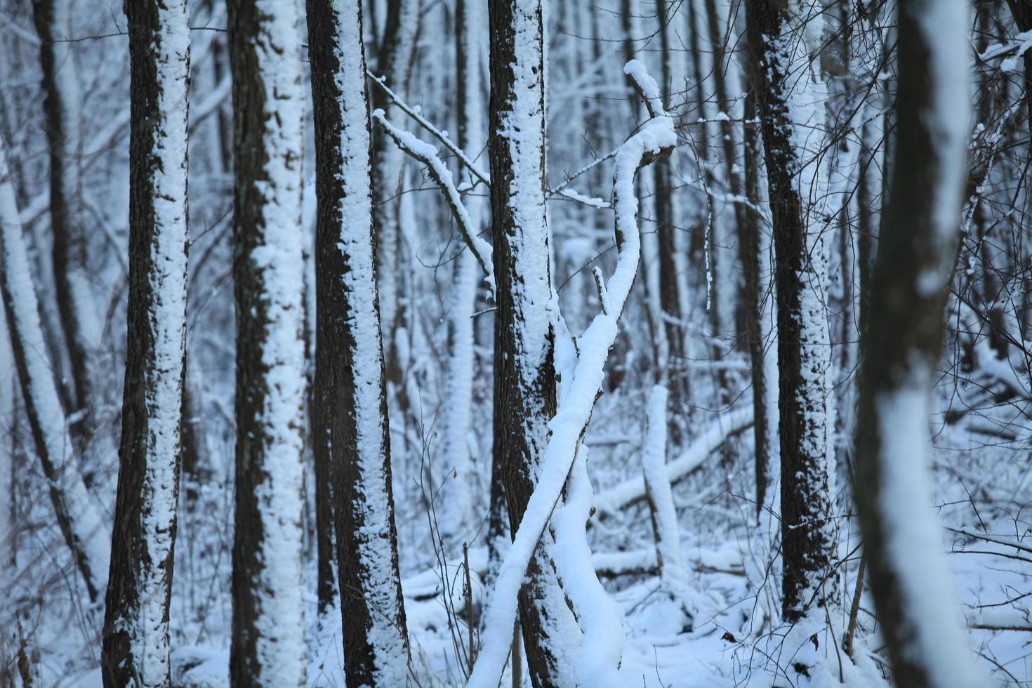 Woud in winter, bomen boomstammen gedekt met sneeuw, winter achtergrond foto