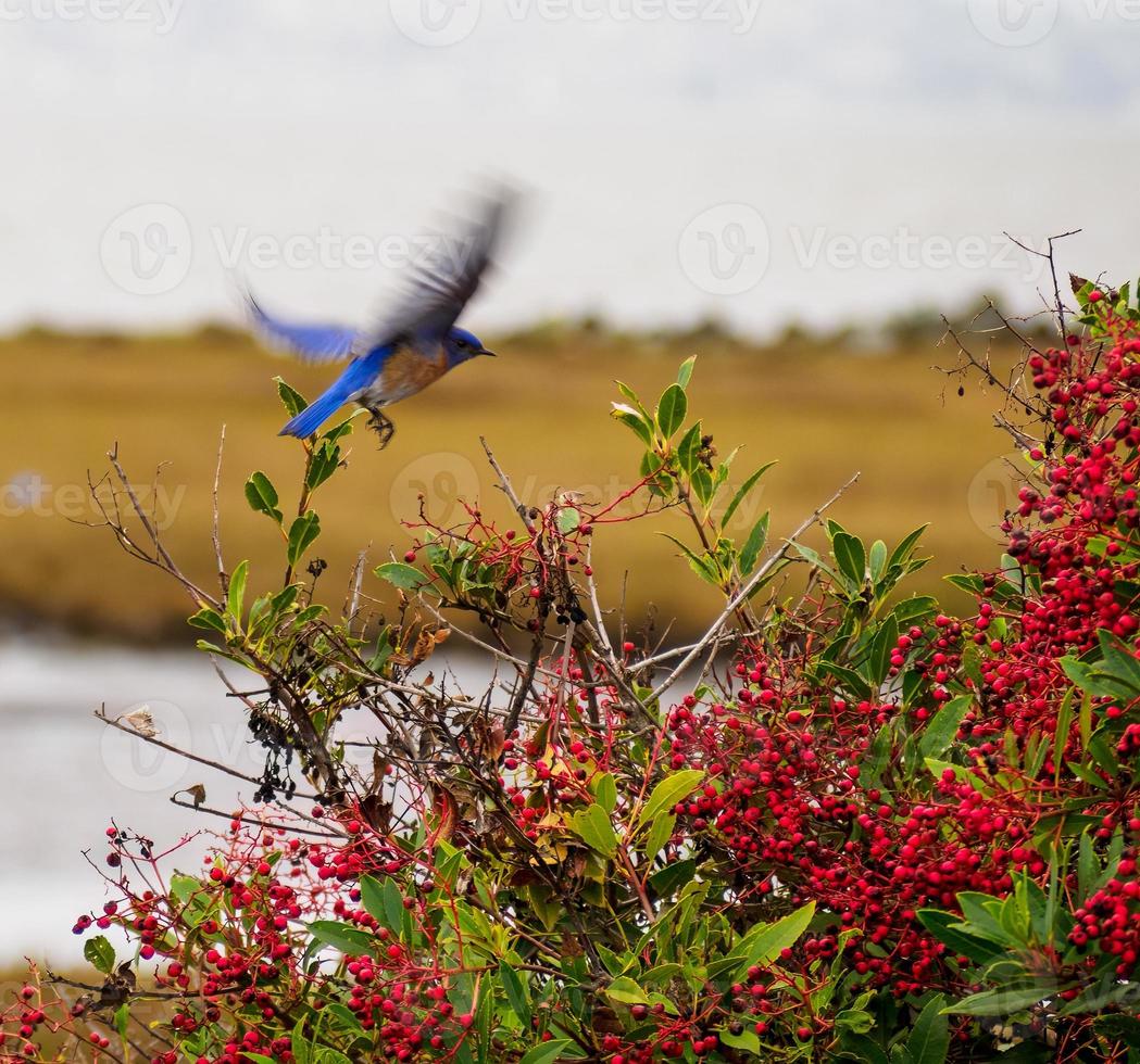 helder blauw vogel in vlucht dieren in het wild voeden Aan een toyon BES struik foto