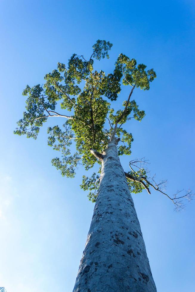 weergave kijken naar hoge boom met blauwe lucht foto