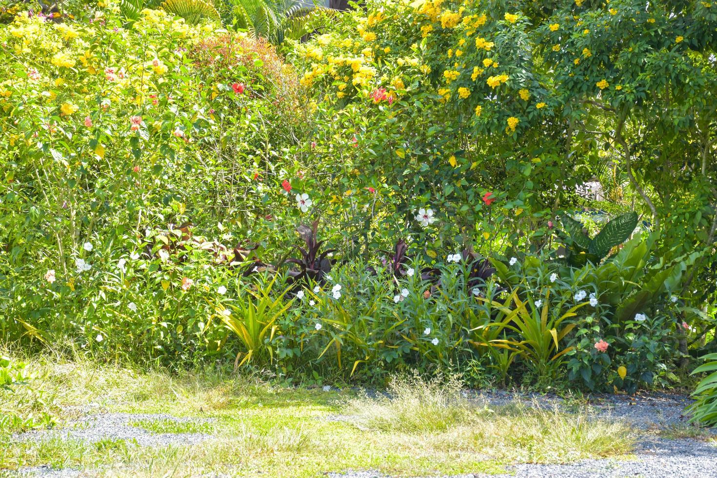 Thailand tuin geler schoonheid natuur foto