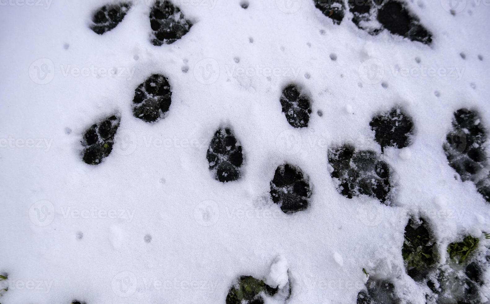 dier voetafdrukken in de sneeuw foto