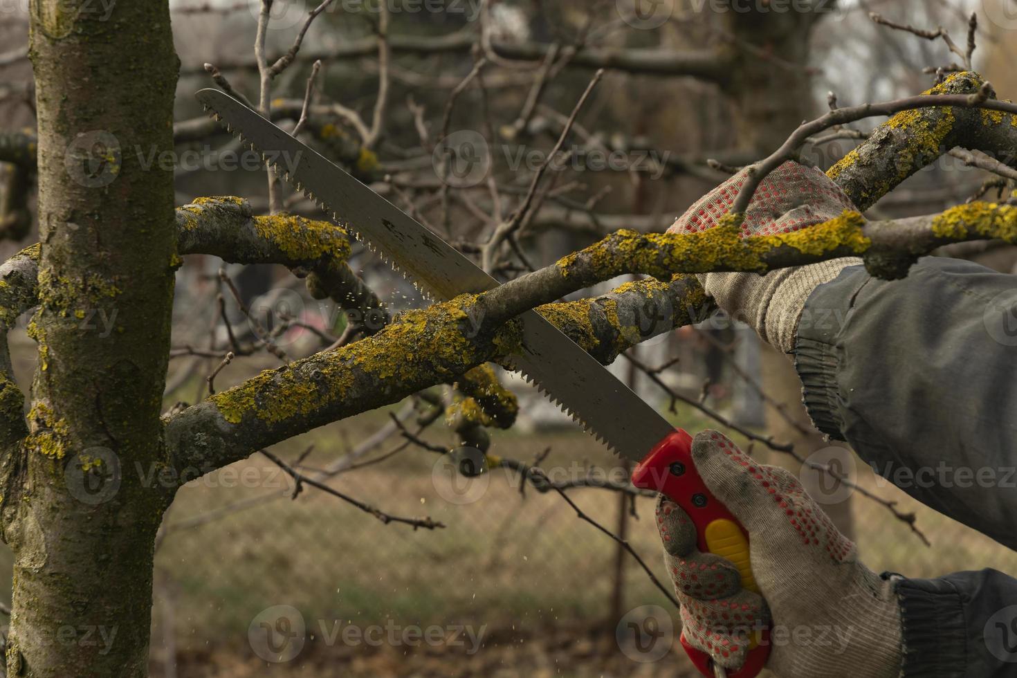 appel bomen in de tuin met besnoeiing takken. sanitair snoeien van ziek beschadigd takken. de concept van zorgzaam voor fruit bomen foto