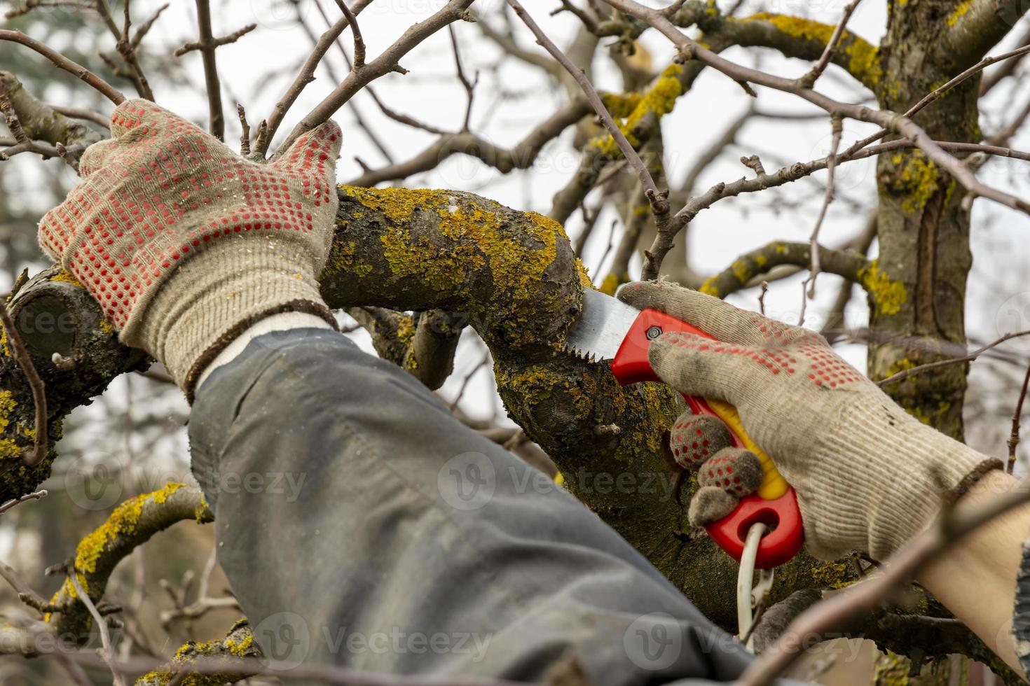 appel bomen in de tuin met besnoeiing takken. sanitair snoeien van ziek beschadigd takken. de concept van zorgzaam voor fruit bomen foto