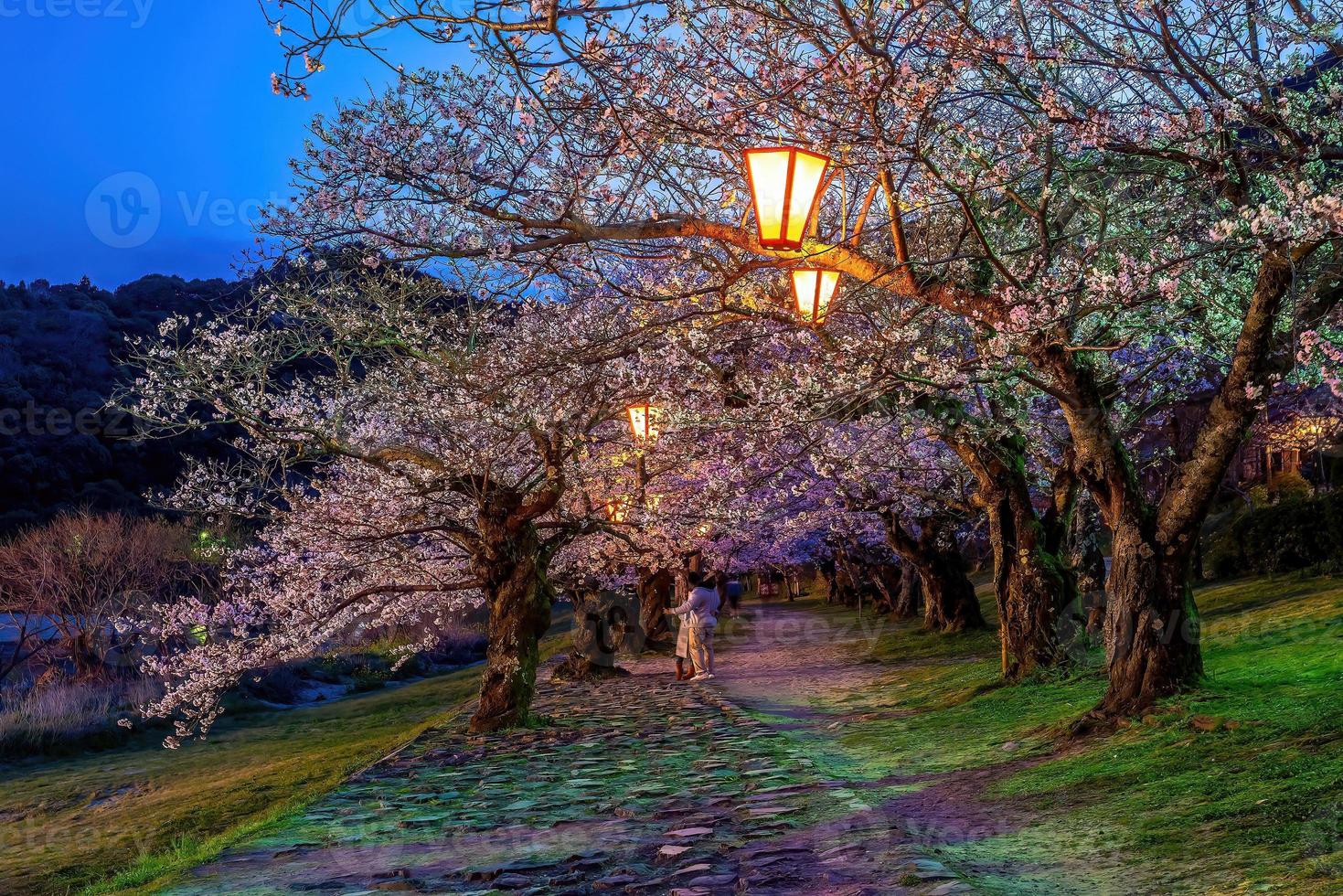 kers bloesem Bij kintaikyo brug iwakuni stad, Japan foto