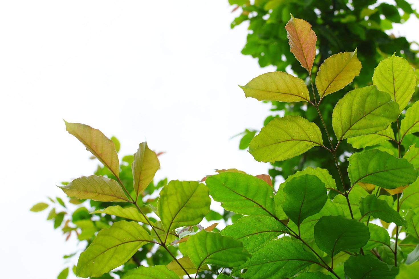 groene bladeren op wit foto