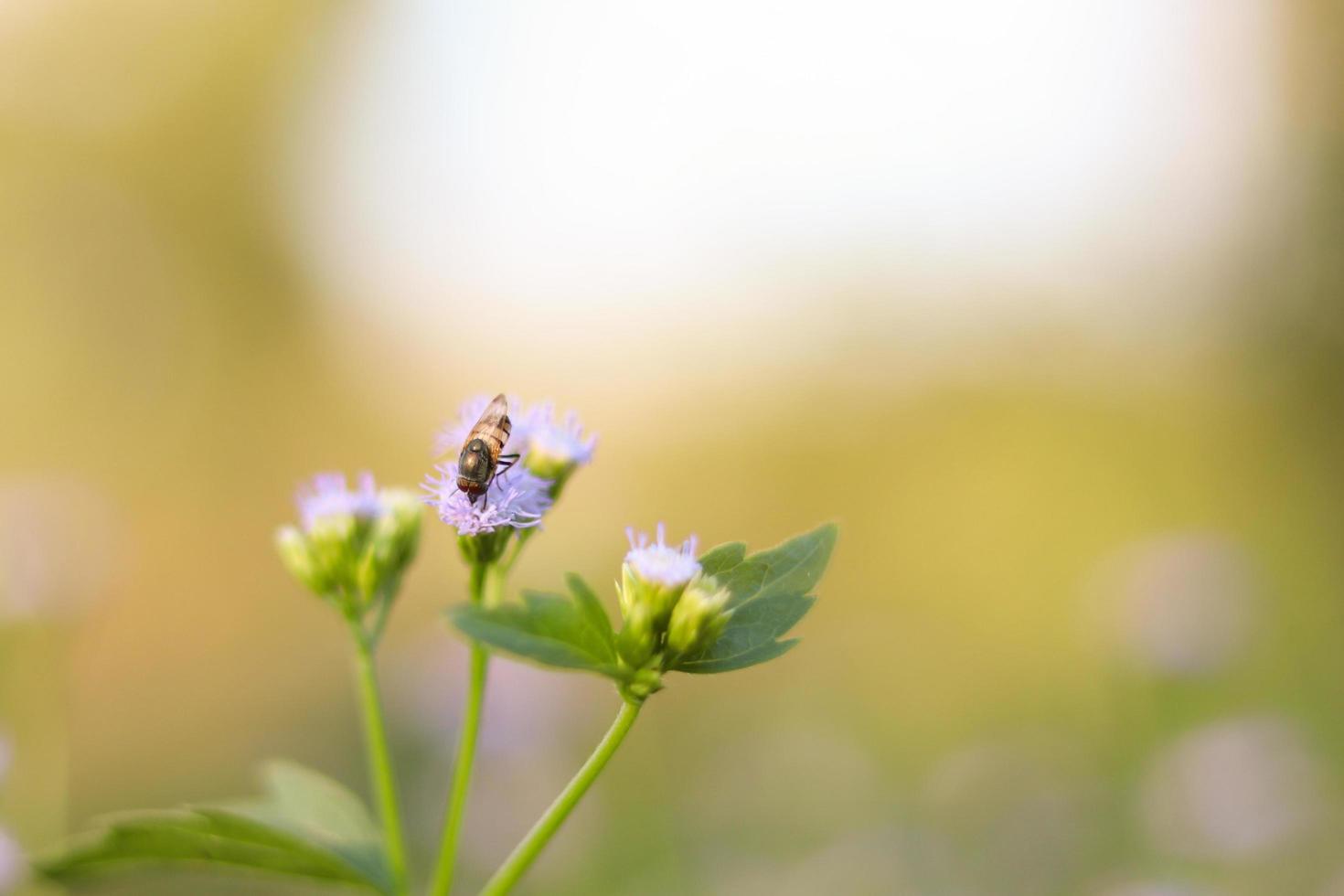 bij op paarse bloemen foto