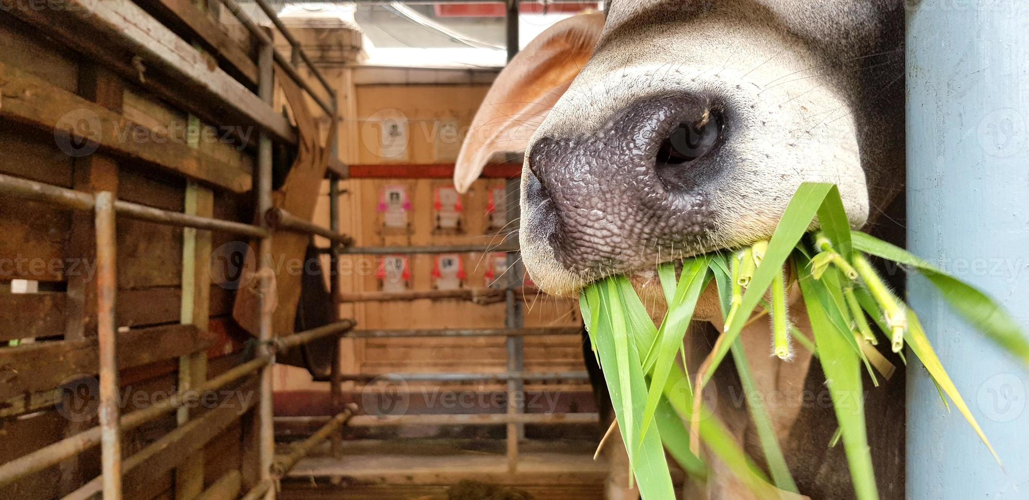 dichtbij omhoog mond van wit koe aan het eten groen glas in corral of dier boerderij met links kopiëren ruimte. voeden, hongerig en dier dieren in het wild concept foto