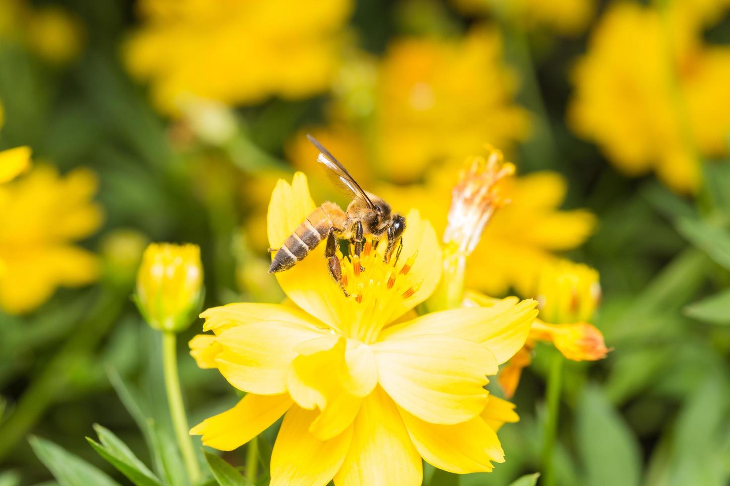 bij op zoek naar nectar op een bloem foto