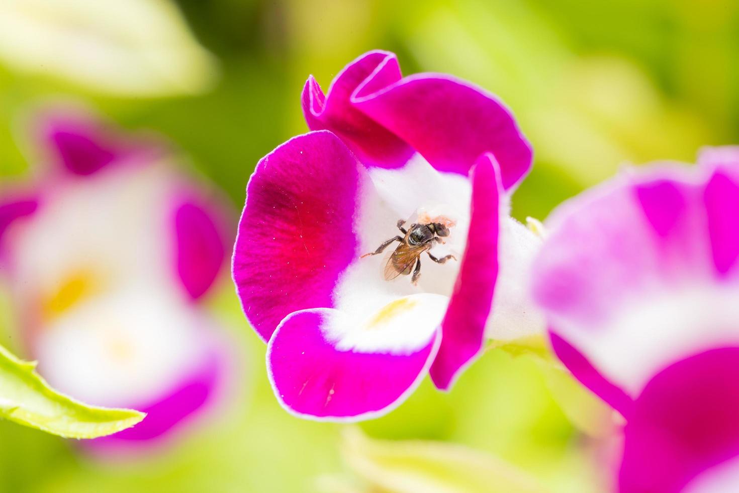bij op zoek naar nectar op een bloem foto