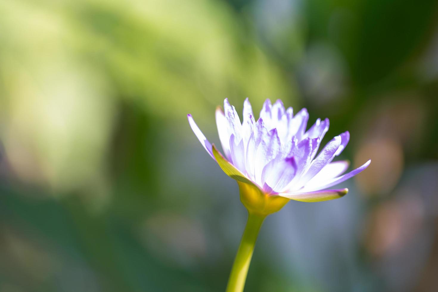 blauwe lotus bloeien foto