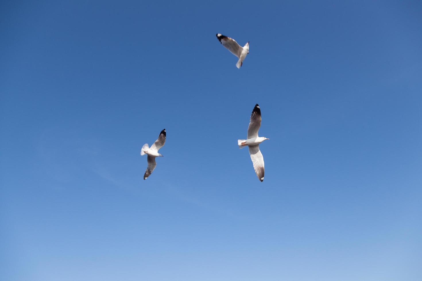 meeuwen in de lucht foto