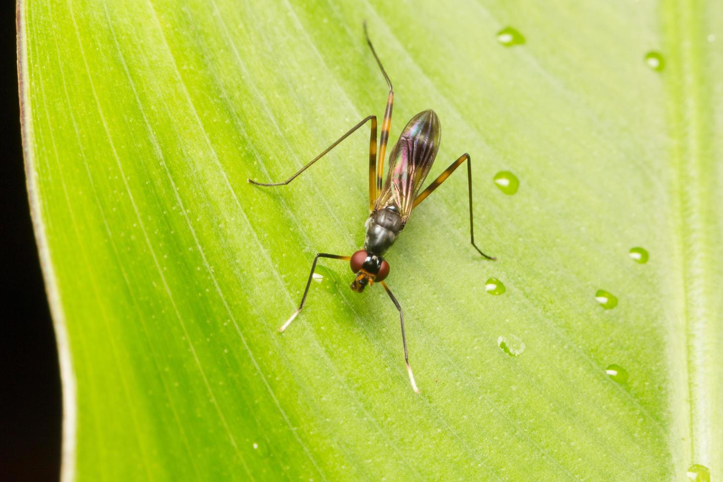 klein insect op een blad foto