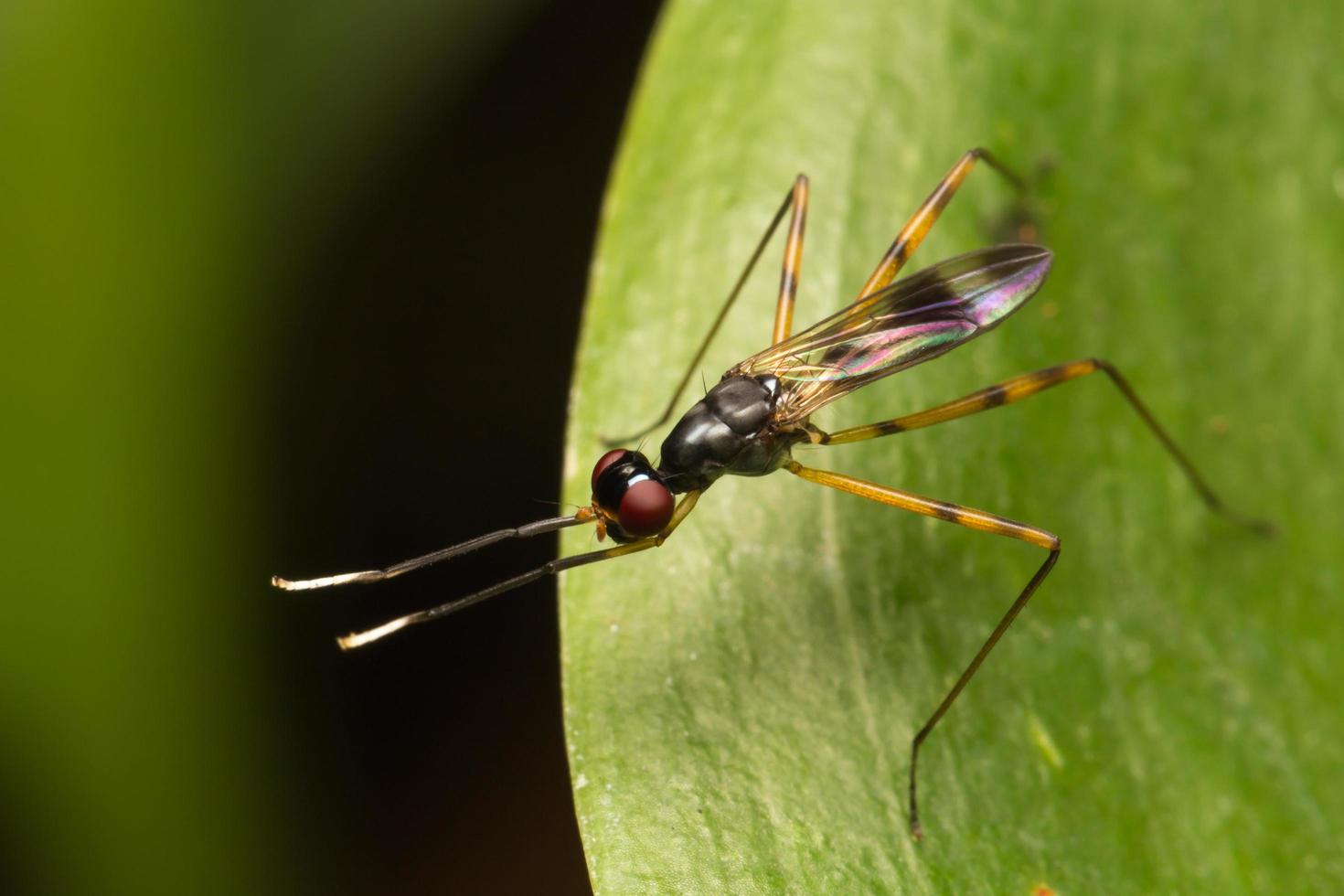 klein insectenclose-up foto