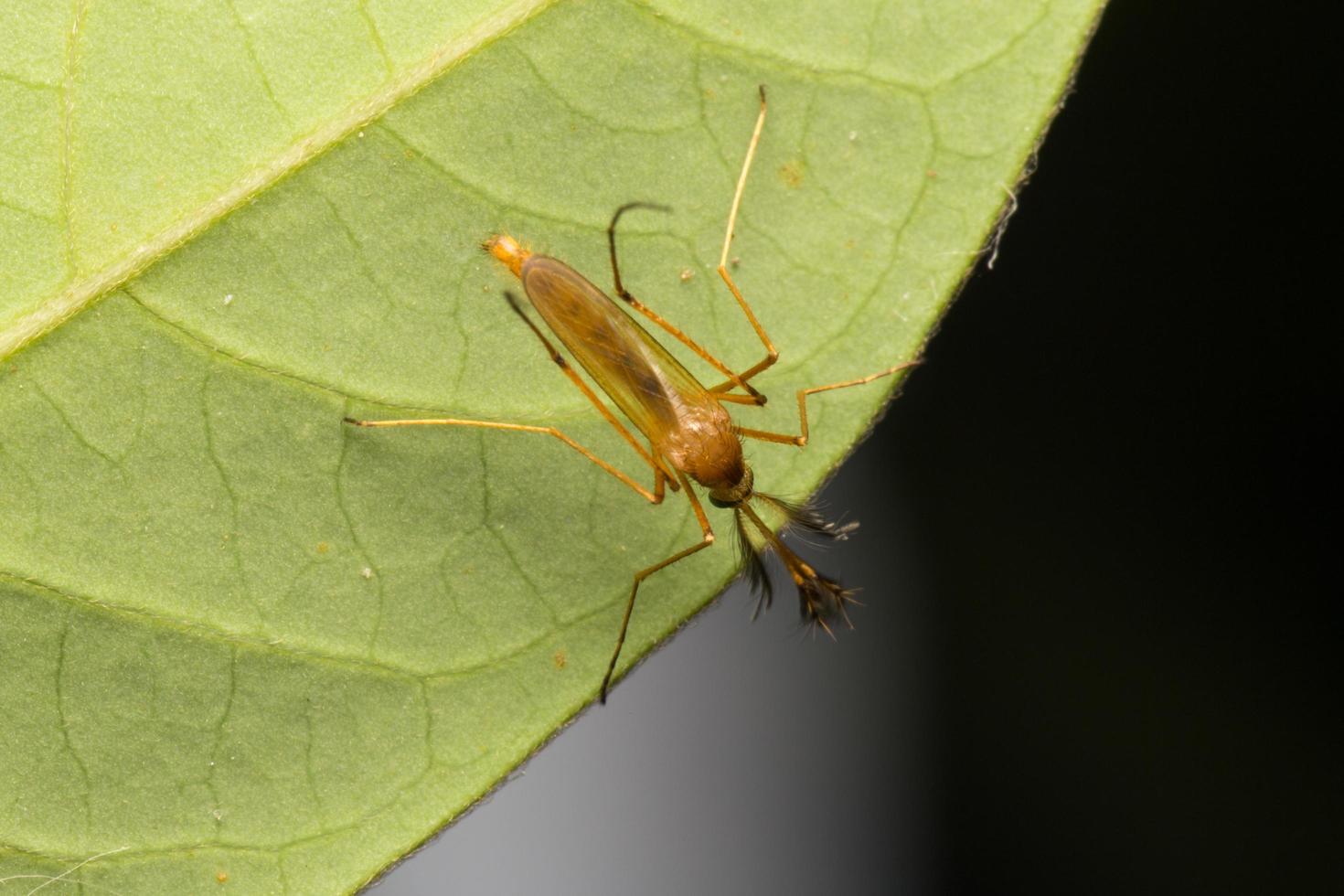 klein insect op een blad foto