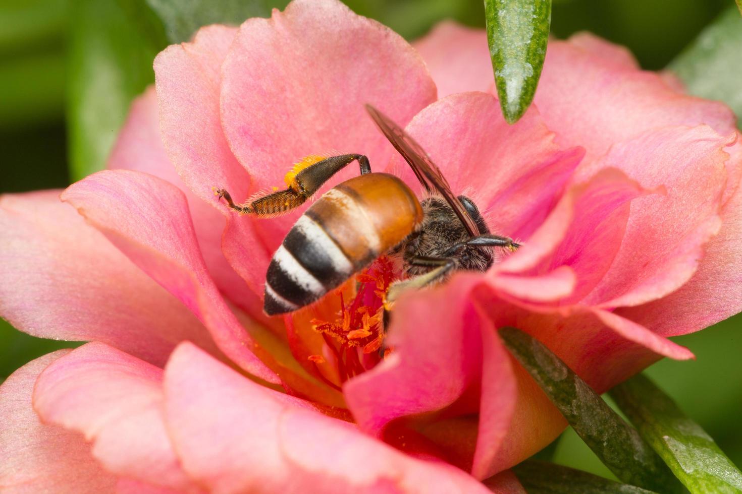 bij op zoek naar nectar op een bloem foto