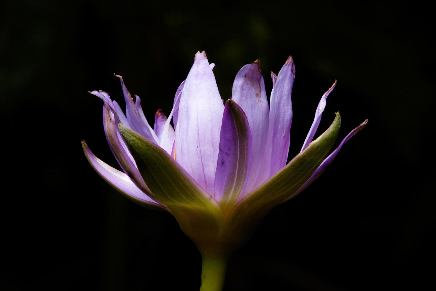 bloeiende lotus op zwarte achtergrond foto