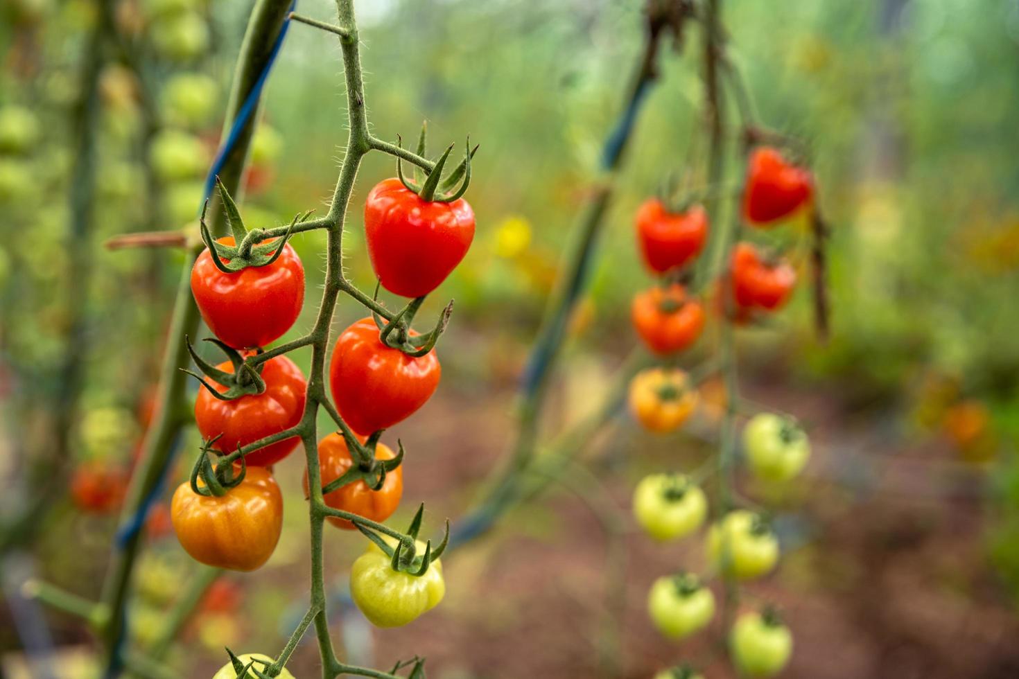 rijpe tomaten op wijnstokken foto