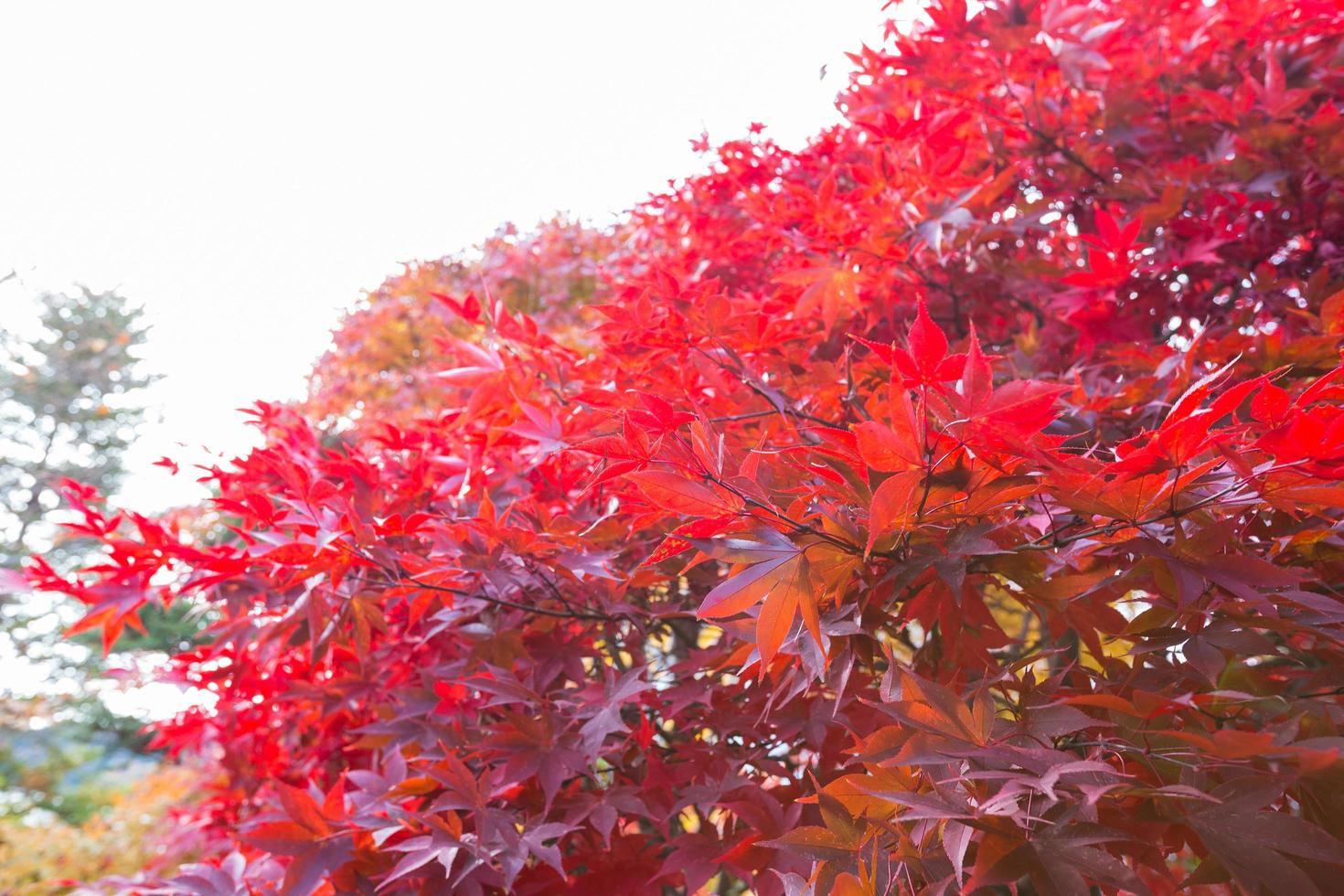 rode bladeren aan de boom foto