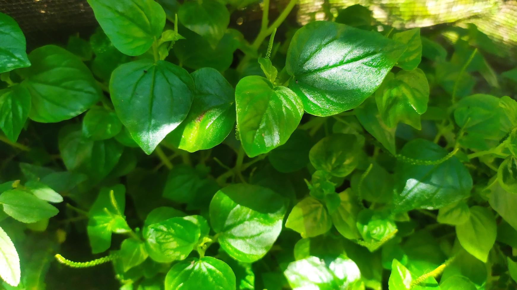 foto blad groen gemakkelijk