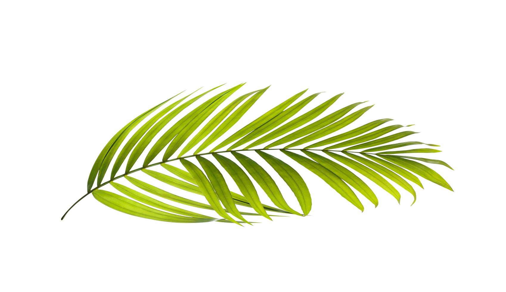 groen palmblad op witte achtergrond foto