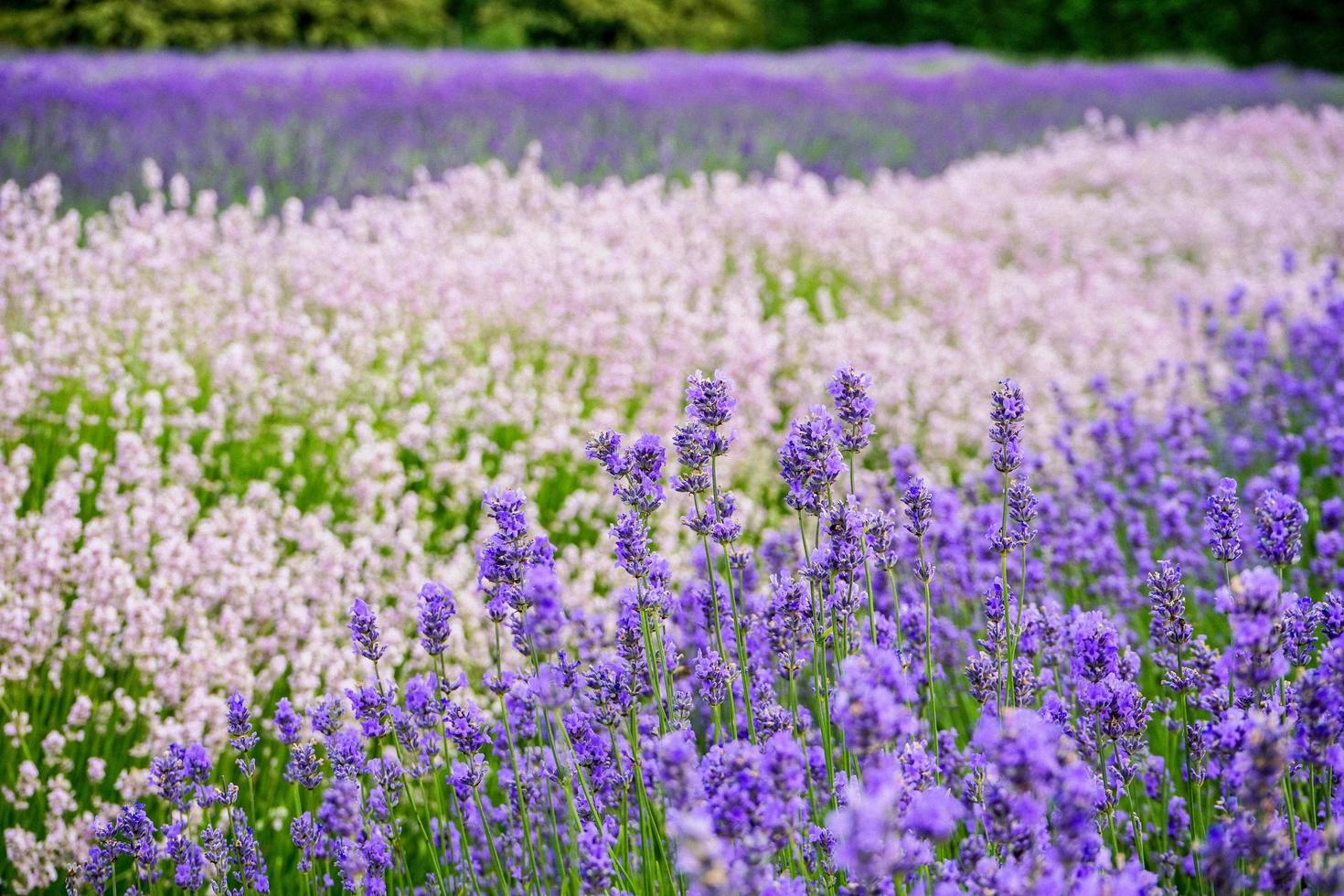 zomertijd lavendel bloesem foto