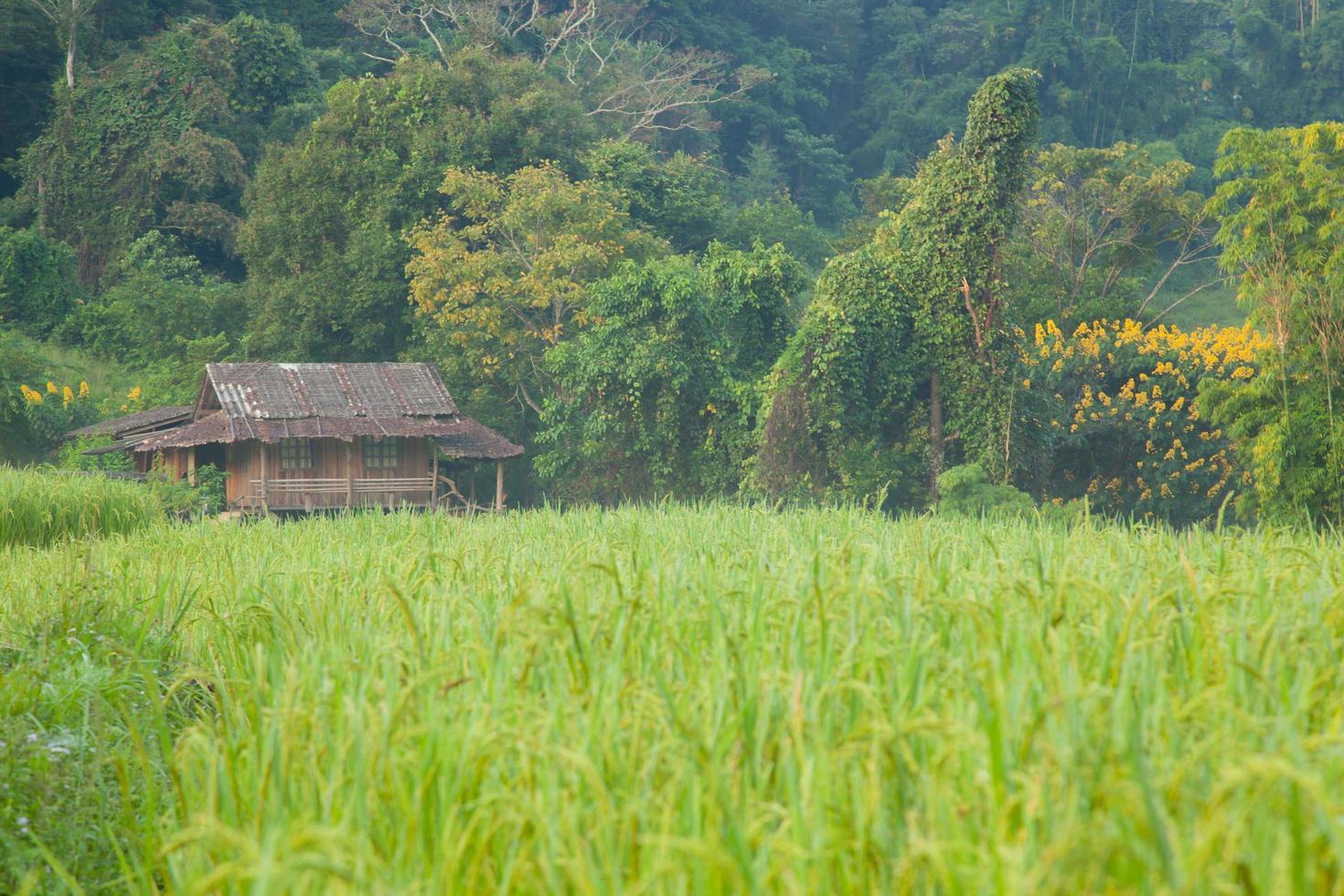 padieveld in Thailand foto