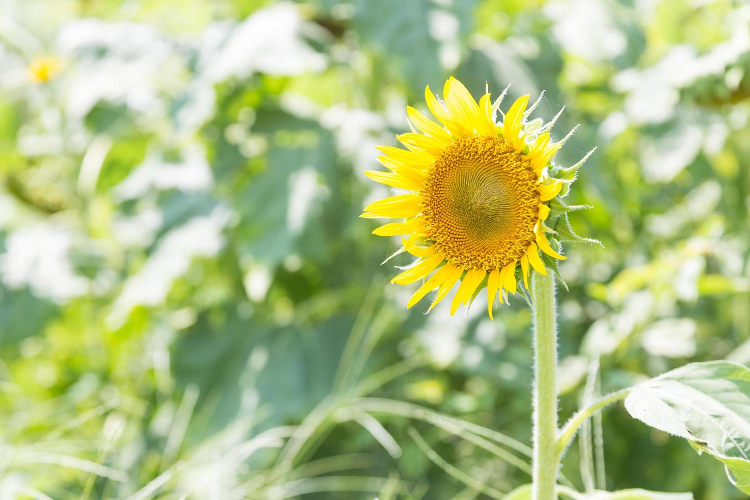 zonnebloem in volle bloei foto