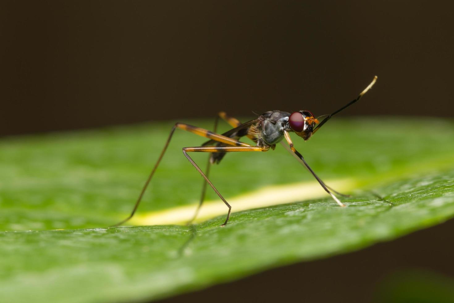 klein insectenclose-up foto