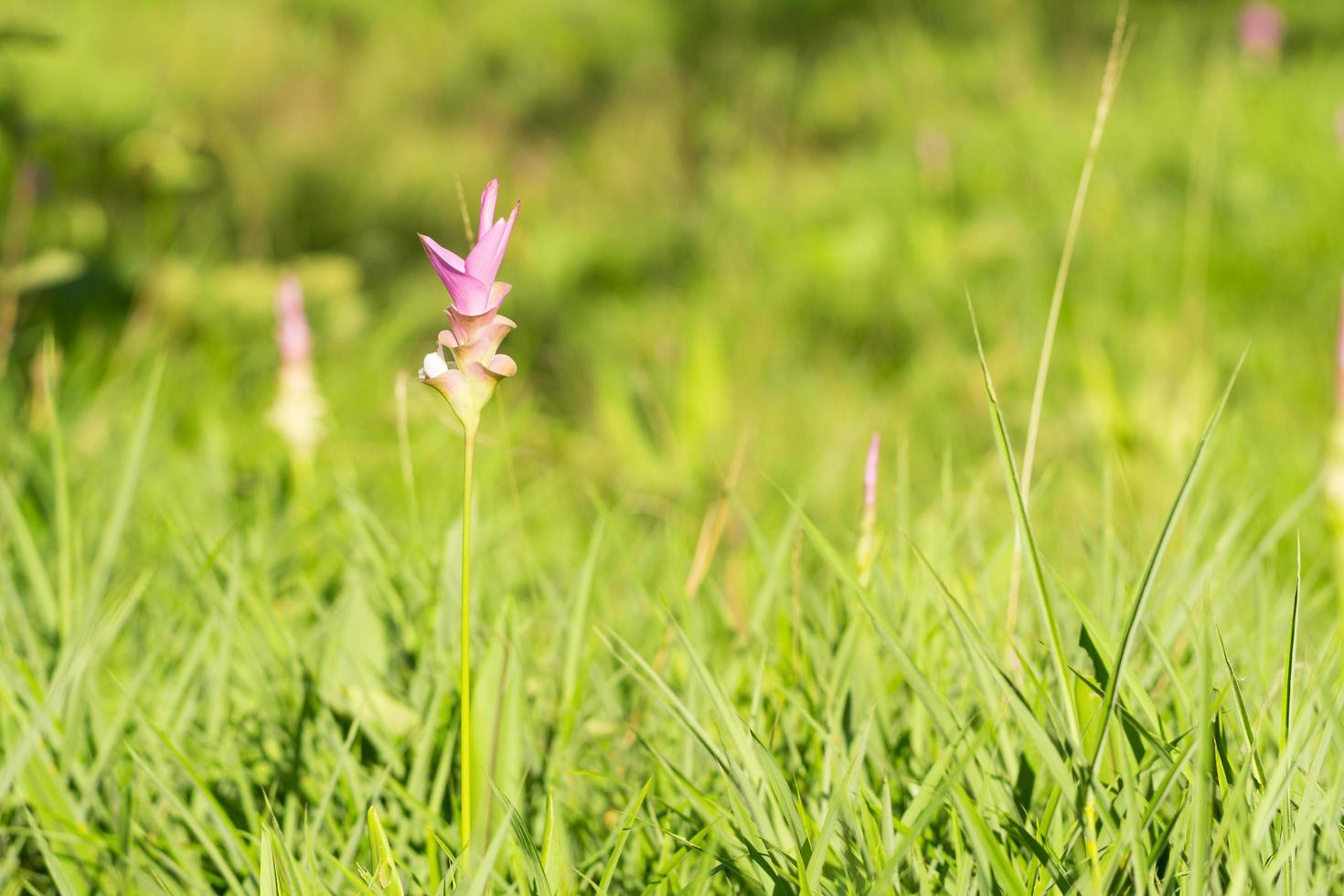 krachai bloem bloeit in het veld foto