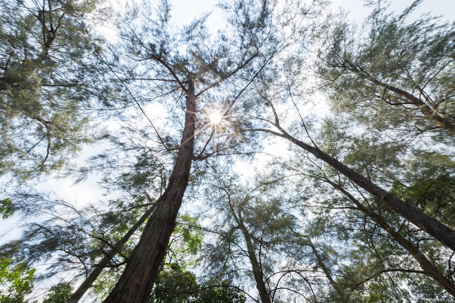 bomen in het bos foto