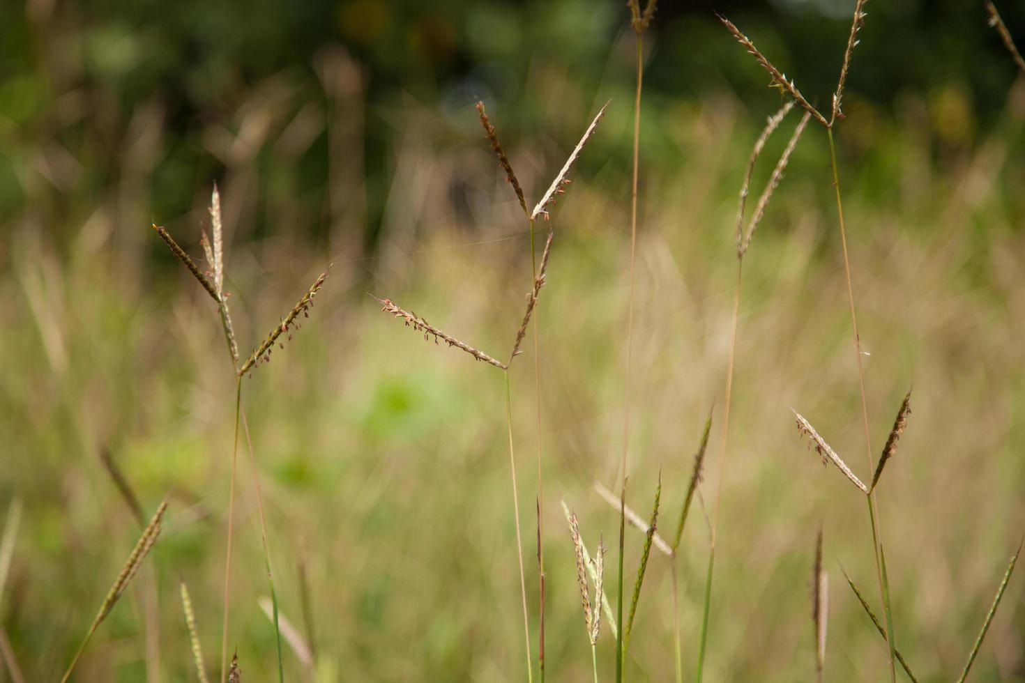 bloem van gras foto