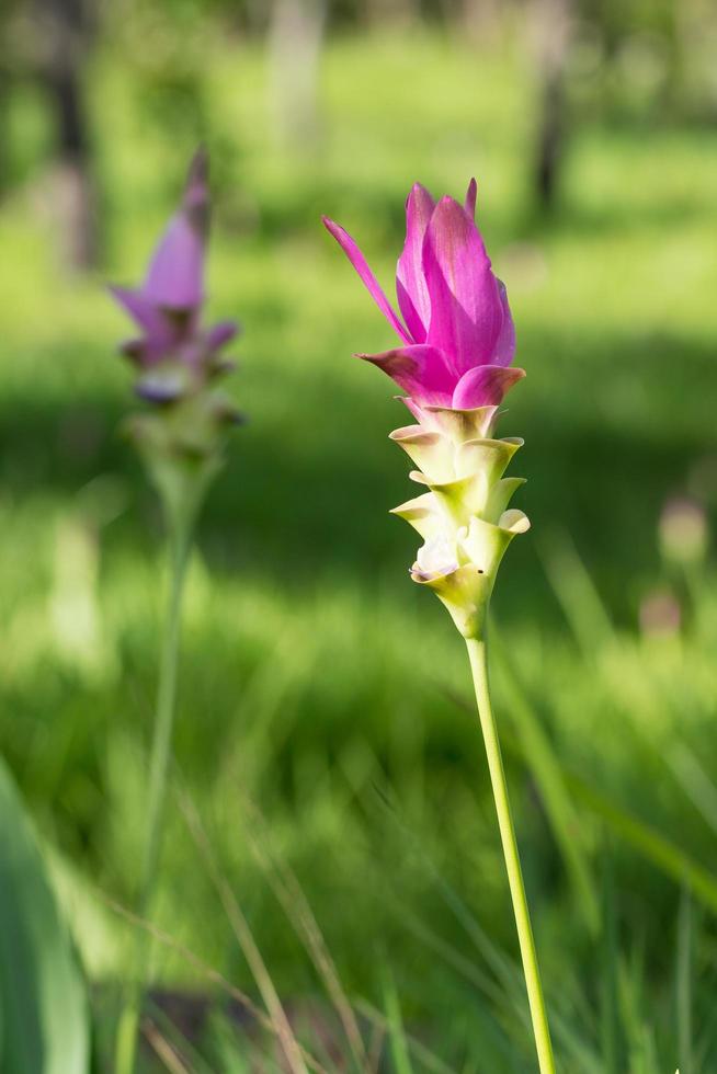 krachai bloem bloeit in het veld foto