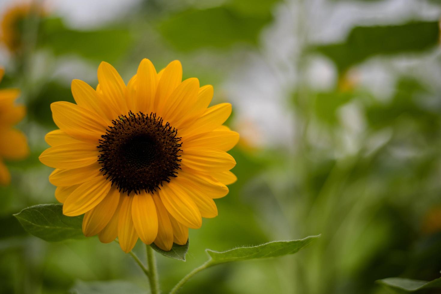 close-up van een bloeiende zonnebloem in een veld met wazig aard achtergrond foto