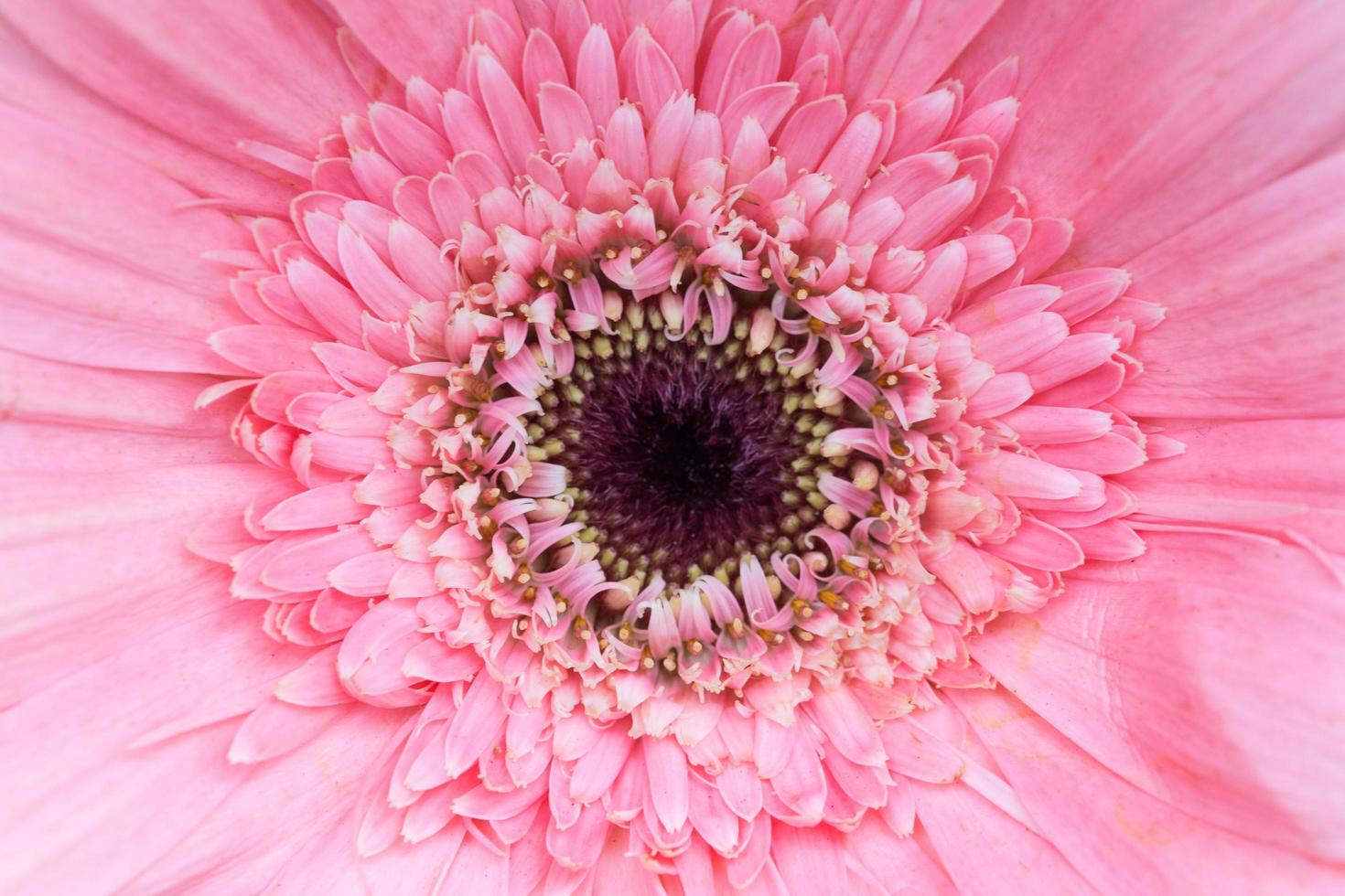 roze bloemclose-up foto