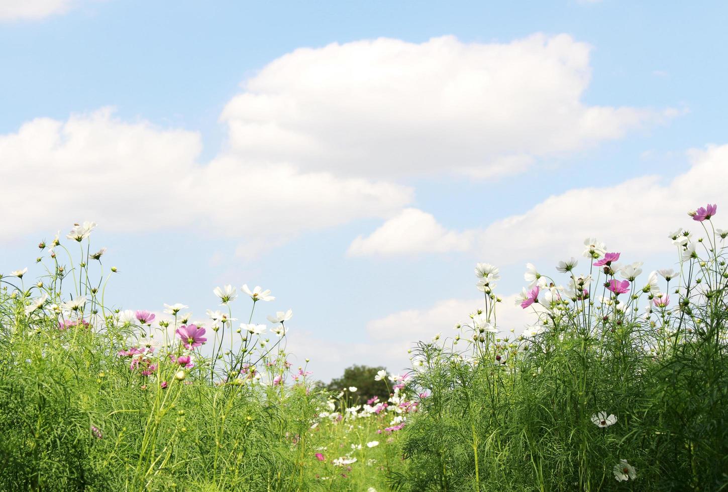 bloemen en blauwe lucht foto