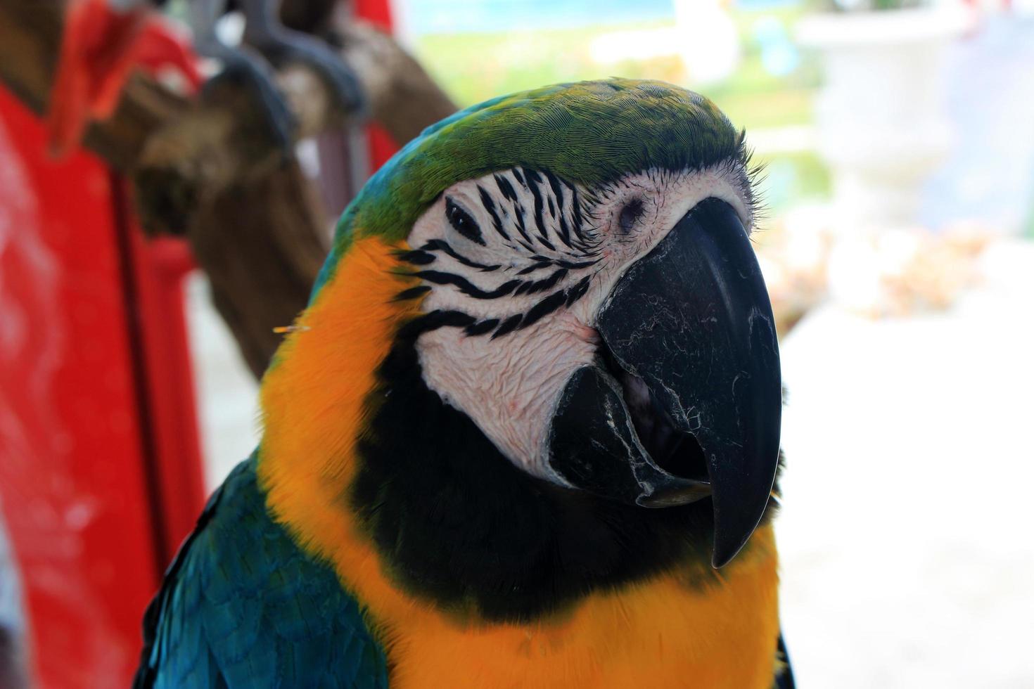 close-up van een papegaai foto
