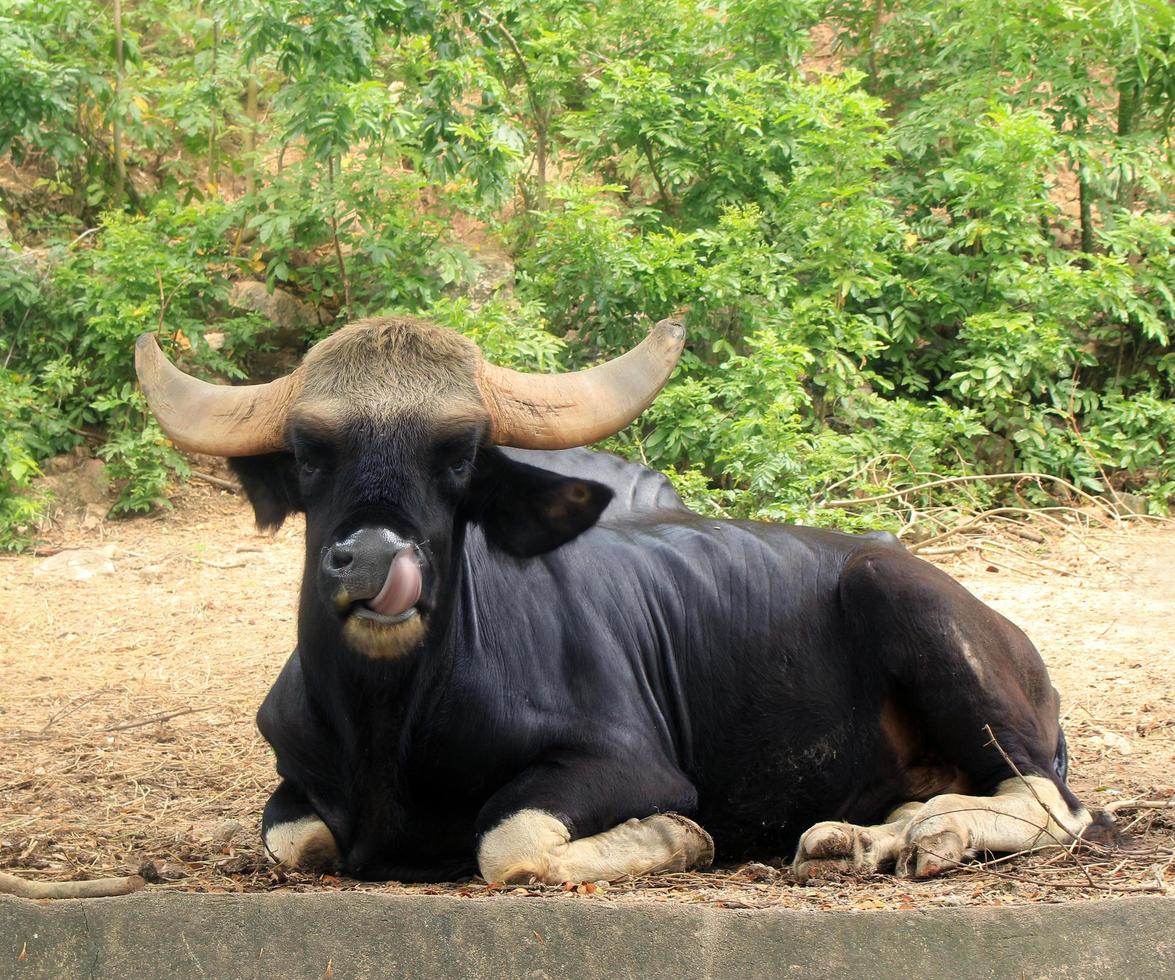 gaur op de grond foto