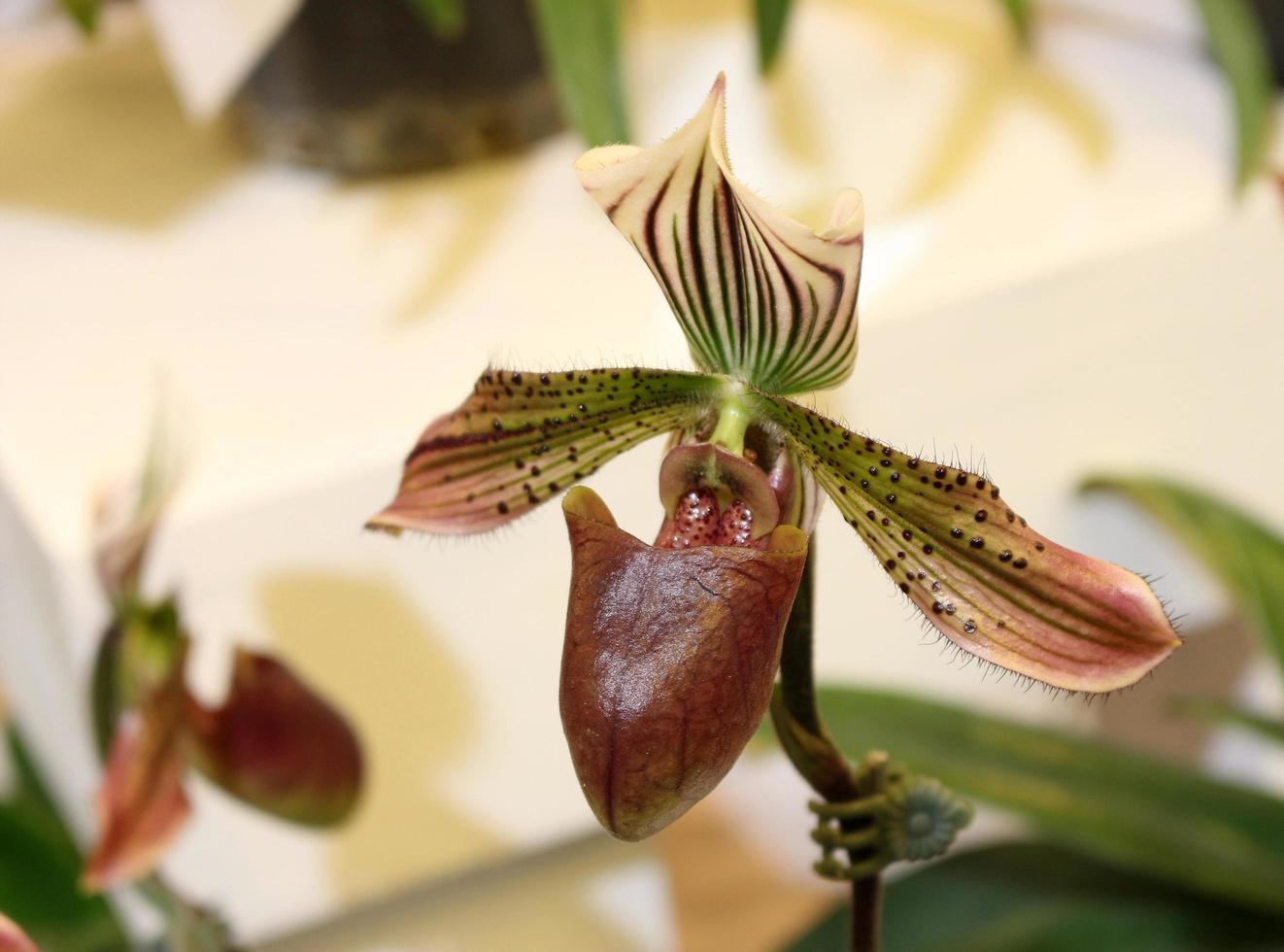 lady slipper orchidee foto