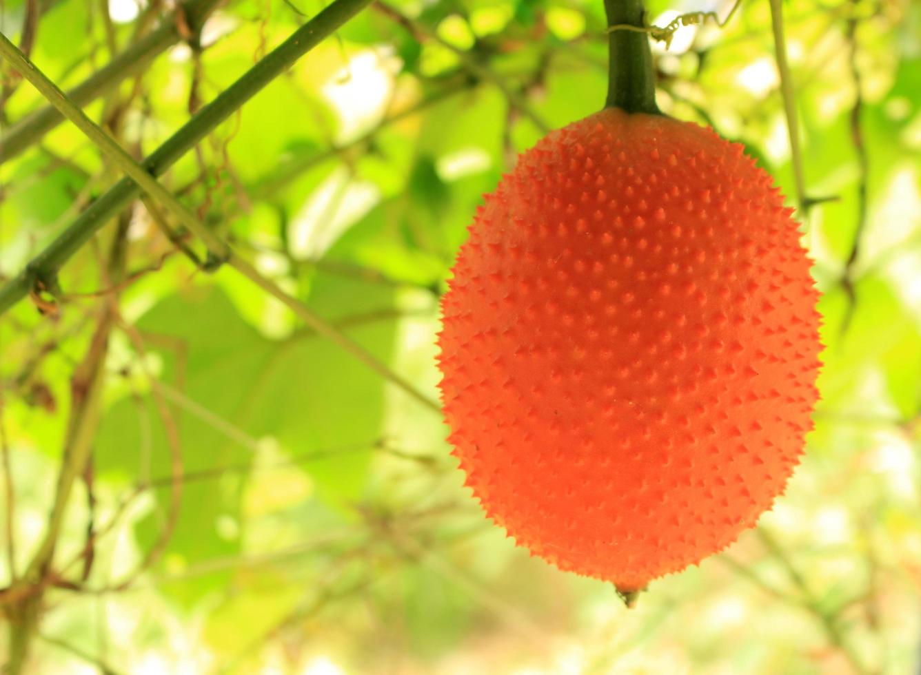 oranje kalebas op boom foto