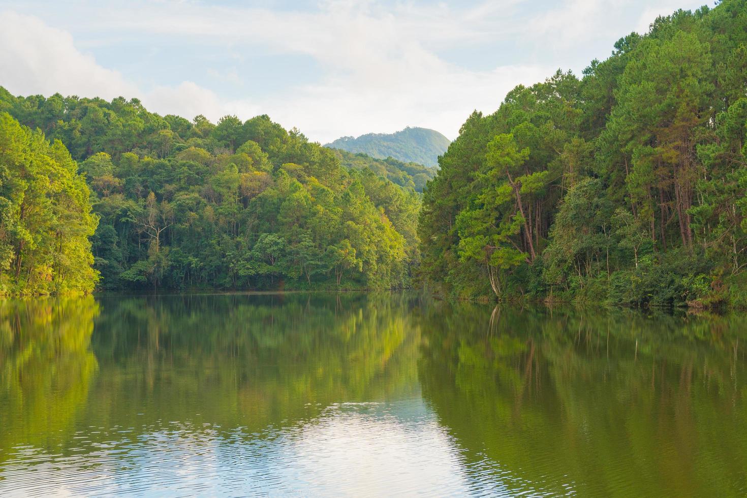 bos en reservoir in Thailand foto